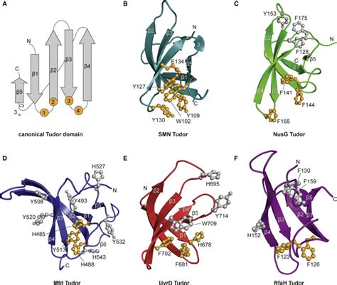 tudor domain protein|tudor methyl ligand recognition.